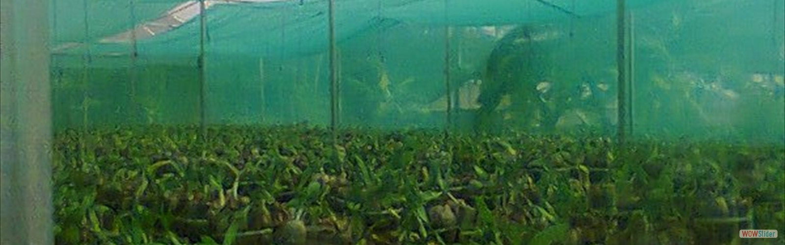 Shelline Horticulture Private Nursery