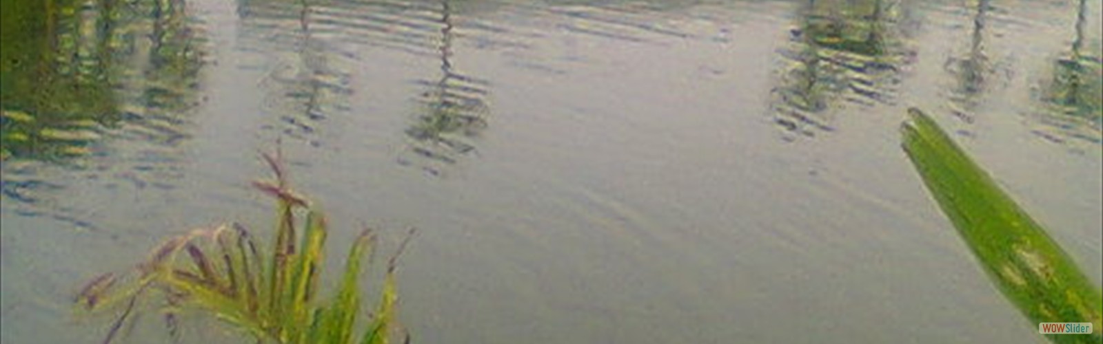 Shelline Horticulture Private Nursery